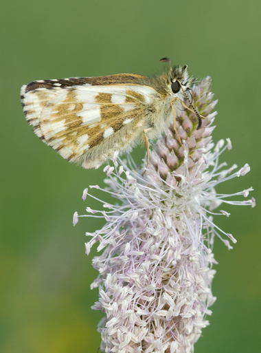 Pyrgus alveus